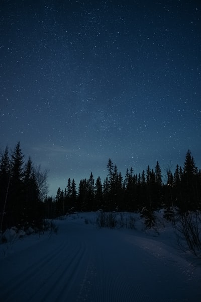 星夜下冰雪覆盖领域和树木
